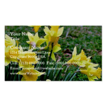 Cluster of Yellow Daffodils blossoming in green ba Business Card Templates