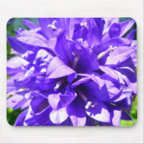 Clustered Bellflower (Campanula glomerata Superba) mousepads