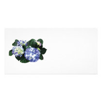 Clusters of Purple Hydrangea