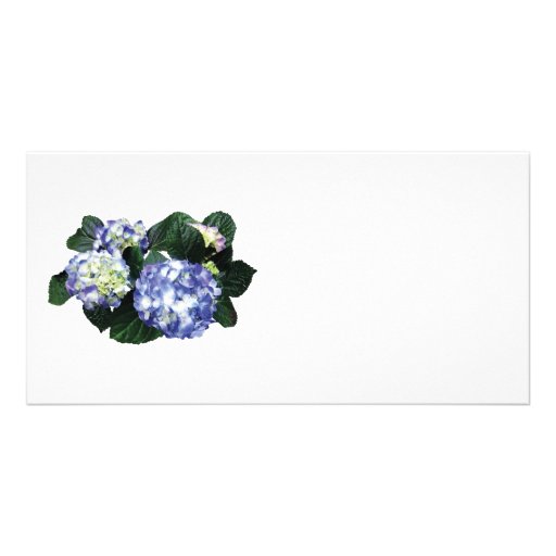 Clusters of Purple Hydrangea Picture Card