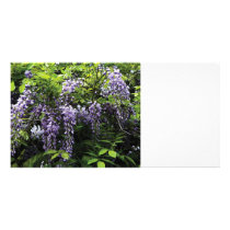 Clusters of Wisteria Photo Card