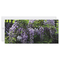 Clusters of Wisteria Custom Rack Card