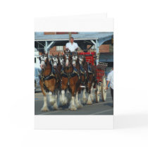 Clydesdale 6 horse hitch