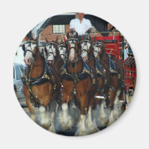 Clydesdale 6 horse hitch fridge magnet
