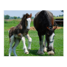 clydesdale and filly postcards