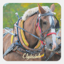 Clydesdale Draught   Horse Equine Art Sticker