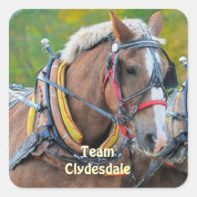 Clydesdale Draught   Horse Equine Art Stickers