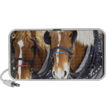Clydesdale Draught   Horse Speakers