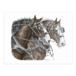 Clydesdale Draught   Horse Team Post Cards