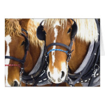 Clydesdale Draught   Horses Card