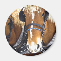 Clydesdale Draught   Horses Magnet