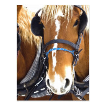 Clydesdale Draught   Horses Postcard