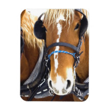 Clydesdale Draught   Horses Premium Magnet