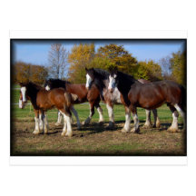 clydesdale group post cards