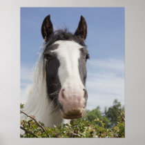 Clydesdale horse portrait posters