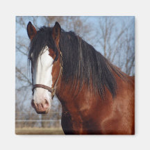 Clydesdale Magnet