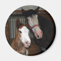 Clydesdale mare and filly refrigerator magnets