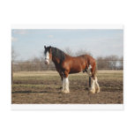 clydesdale