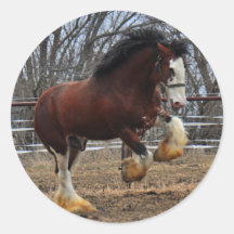 Clydesdale stud colt running round sticker