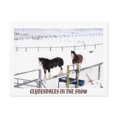 CLYDESDALES IN THE SNOW POSTCARD by KABSANNIE