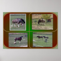 CLYDESDALES PRINT