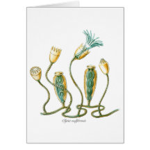 Clytia noliformis card