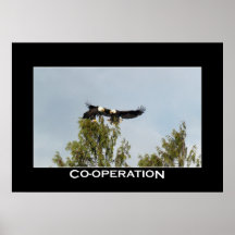CO-OPERATION Bald Eagles Photo Poster