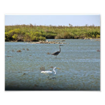 Coastal Birds Photo