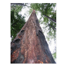 Coastal Redwood - Big Sur, California Post Cards