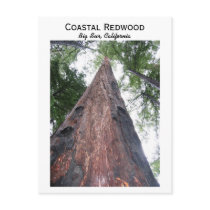Coastal Redwood - Big Sur, California Postcards
