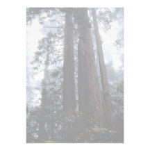 Coastal Redwoods, Lady Bird Johnson Grove, Califor Custom Invites