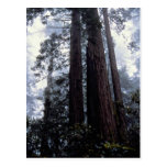 Coastal Redwoods, Lady Bird Johnson Grove, Califor Postcard