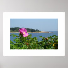 Coastal rose posters