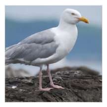 Coastal Seagull Invite