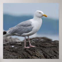 Coastal Seagull Poster