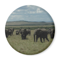 Coaster African Wildlife Refrigerator Magnets