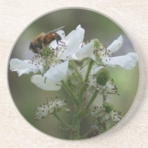Coaster - Honeybee in Blackberry Blossom