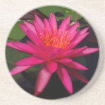 Coaster - pink water lily coasters