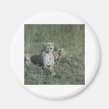 Coaster - Wildlife Refrigerator Magnet