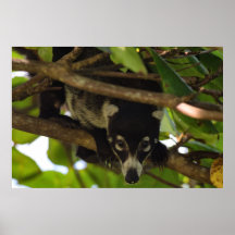 Coati in Costa Rica Posters