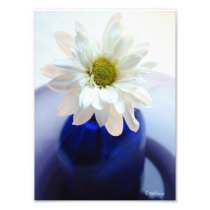 Cobalt Daisy Photographic Print