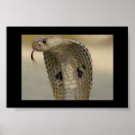 COBRA PRINT