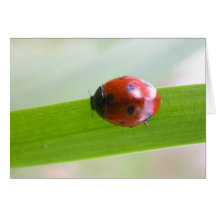 Coccinelle Carte De Vœux