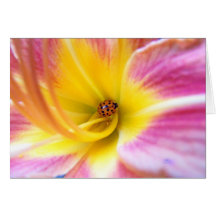 Coccinelle en Lilly Cartes De Vœux