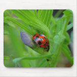 Coccinelle Mousepad Tapis De Souris