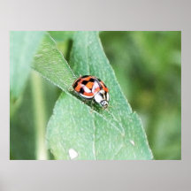 Coccinelle rouge sur une feuille verte posters