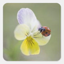 Coccinelle sur la pensée, Biei, Hokkaido, Japon Autocollants Carrés