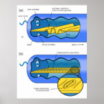 Cochlea Auditory Portion of the Inner Ear Chart