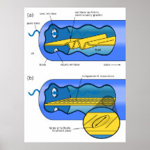 Cochlea Auditory Portion of the Inner Ear Chart Posters