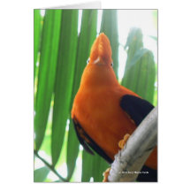 Cock-of-the-Rock Card